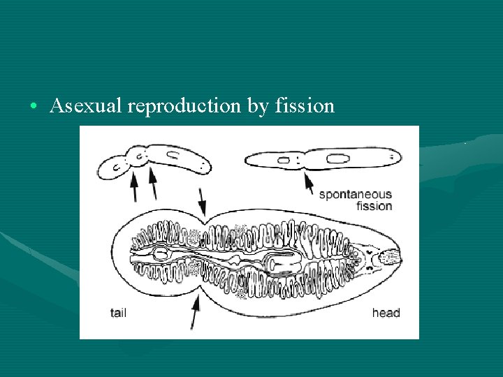  • Asexual reproduction by fission 