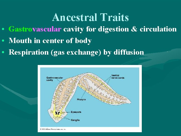 Ancestral Traits • Gastrovascular cavity for digestion & circulation • Mouth in center of
