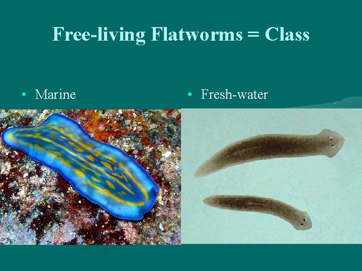 Free-living Flatworms = Class • Marine • Fresh-water 