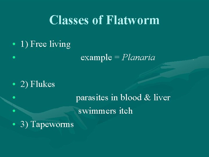 Classes of Flatworm • 1) Free living • example = Planaria • 2) Flukes