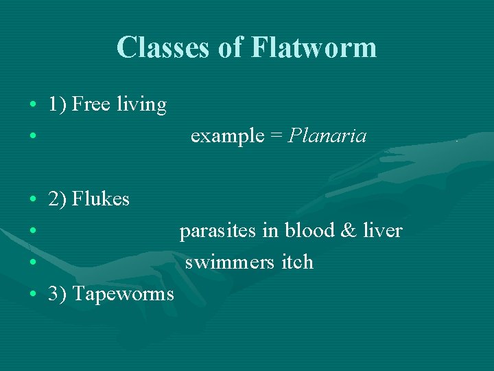 Classes of Flatworm • 1) Free living • example = Planaria • 2) Flukes