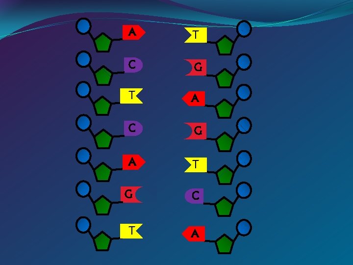 A T C G T A C G A T G C T A