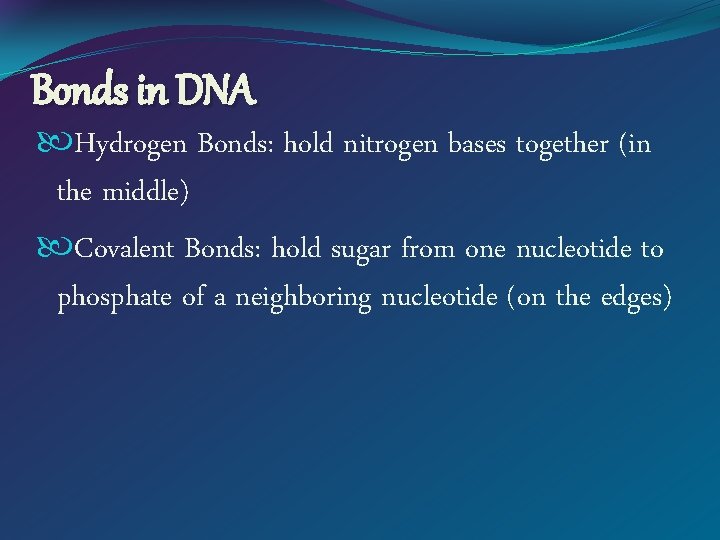 Bonds in DNA Hydrogen Bonds: hold nitrogen bases together (in the middle) Covalent Bonds: