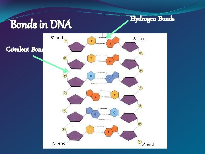 Bonds in DNA Covalent Bonds Hydrogen Bonds 