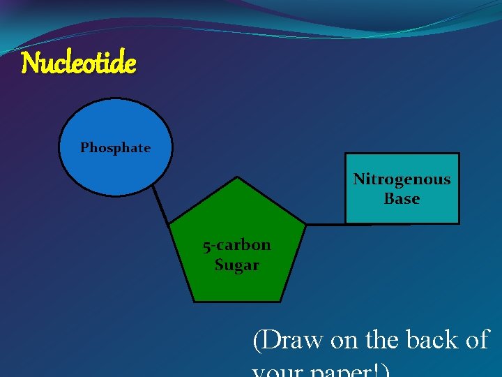 Nucleotide Phosphate Nitrogenous Base 5 -carbon Sugar (Draw on the back of 