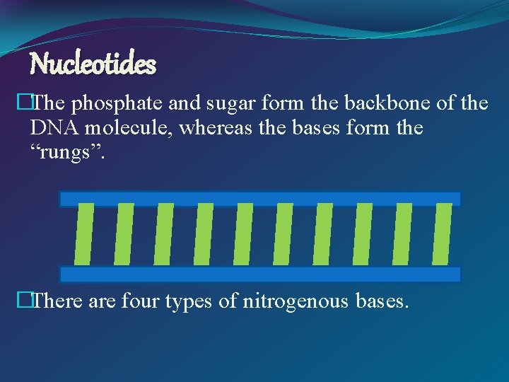 Nucleotides �The phosphate and sugar form the backbone of the DNA molecule, whereas the