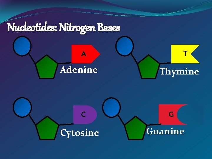 Nucleotides: Nitrogen Bases A Adenine C Cytosine T Thymine G Guanine 