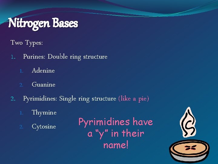 Nitrogen Bases Two Types: 1. Purines: Double ring structure 1. Adenine 2. Guanine 2.
