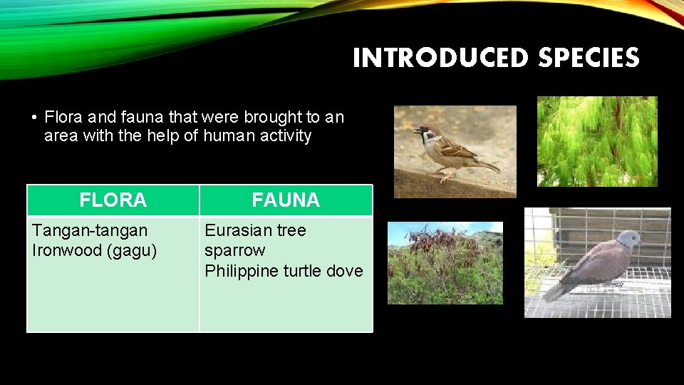 INTRODUCED SPECIES • Flora and fauna that were brought to an area with the