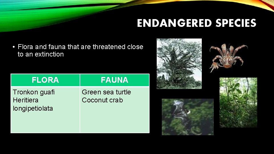 ENDANGERED SPECIES • Flora and fauna that are threatened close to an extinction FLORA