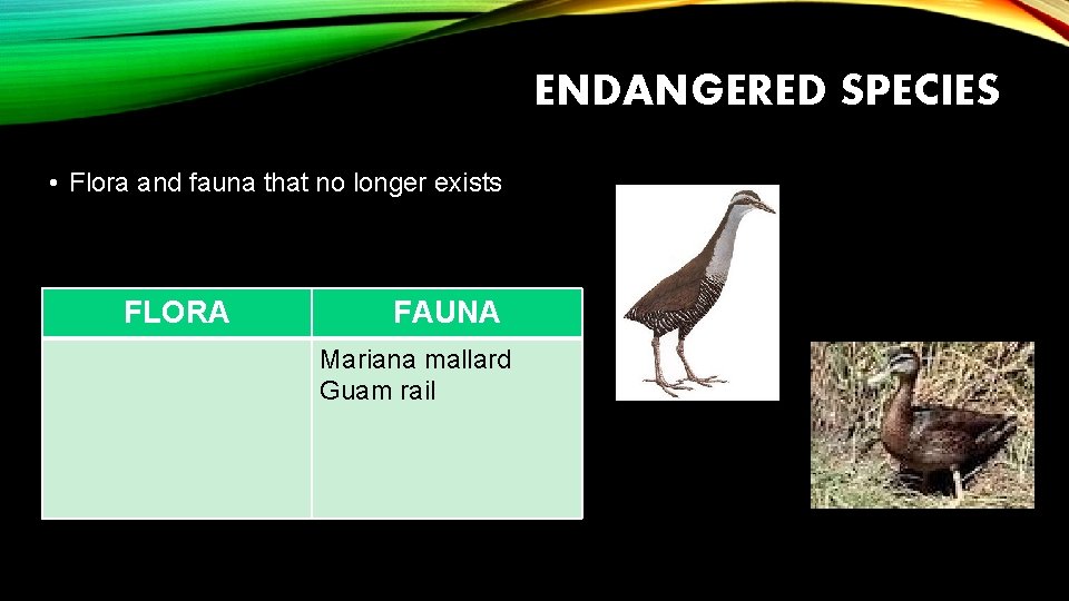 ENDANGERED SPECIES • Flora and fauna that no longer exists FLORA FAUNA Mariana mallard