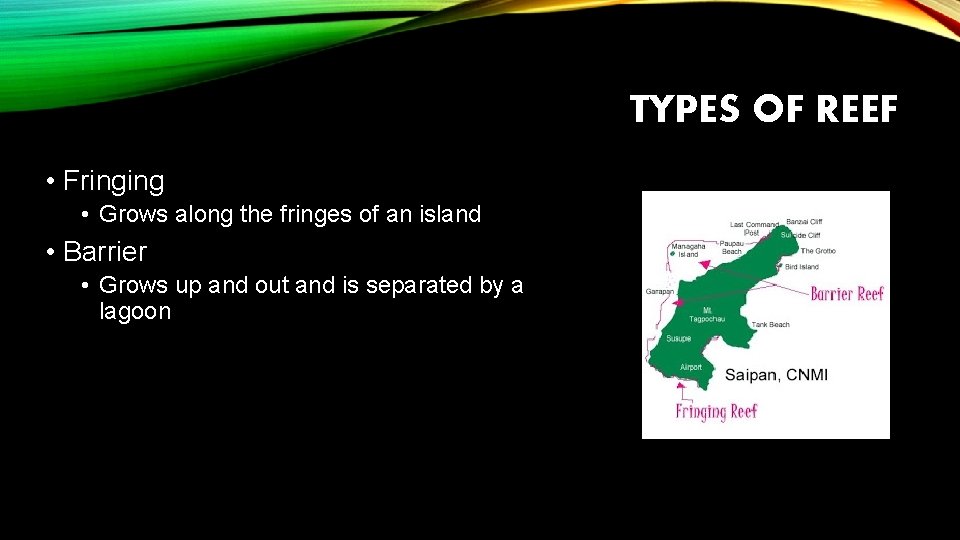 TYPES OF REEF • Fringing • Grows along the fringes of an island •