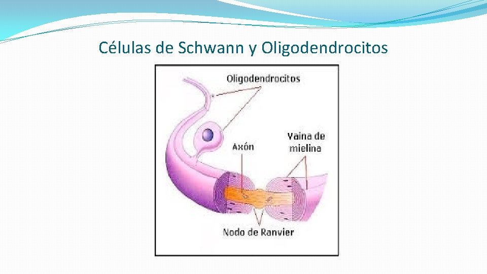 Células de Schwann y Oligodendrocitos 