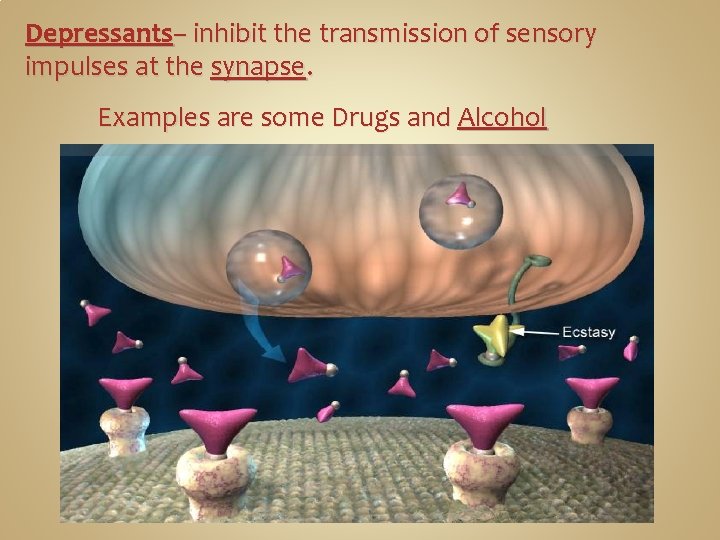 Depressants– inhibit the transmission of sensory impulses at the synapse. Examples are some Drugs