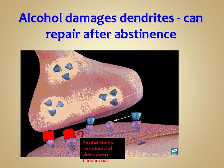Alcohol damages dendrites - can repair after abstinence Alcohol blocks receptors and slows down