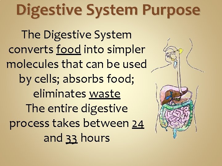 Digestive System Purpose The Digestive System converts food into simpler molecules that can be