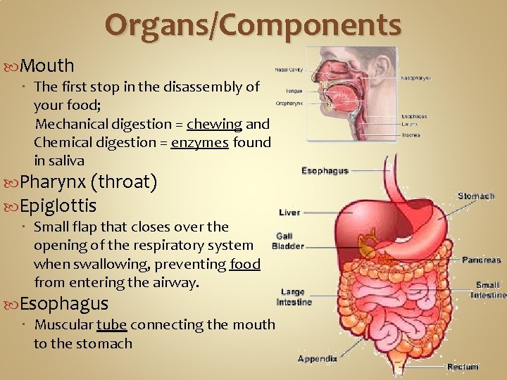Organs/Components Mouth The first stop in the disassembly of your food; Mechanical digestion =