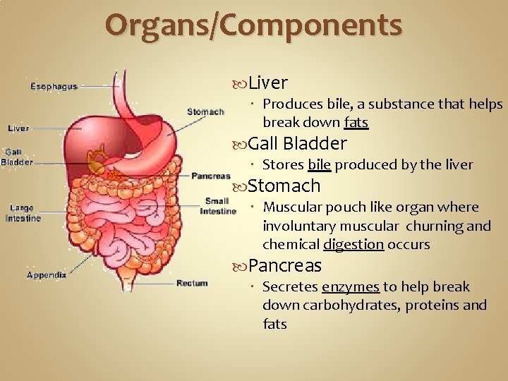 Organs/Components Liver Produces bile, a substance that helps break down fats Gall Bladder Stores