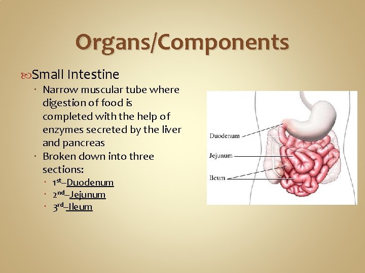 Organs/Components Small Intestine Narrow muscular tube where digestion of food is completed with the