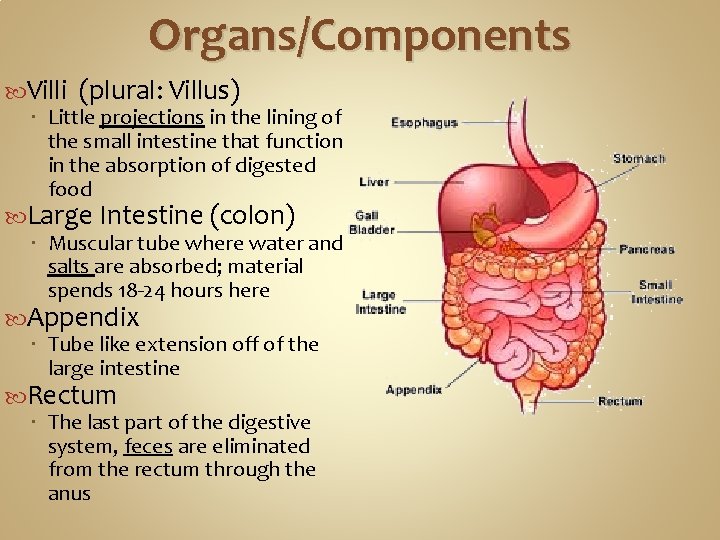Organs/Components Villi (plural: Villus) Little projections in the lining of the small intestine that