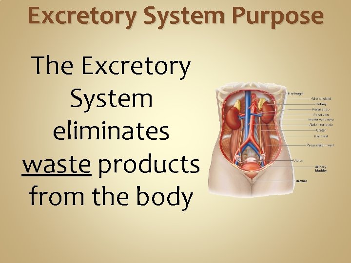 Excretory System Purpose The Excretory System eliminates waste products from the body 