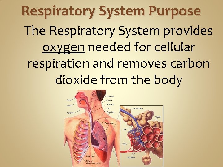 Respiratory System Purpose The Respiratory System provides oxygen needed for cellular respiration and removes