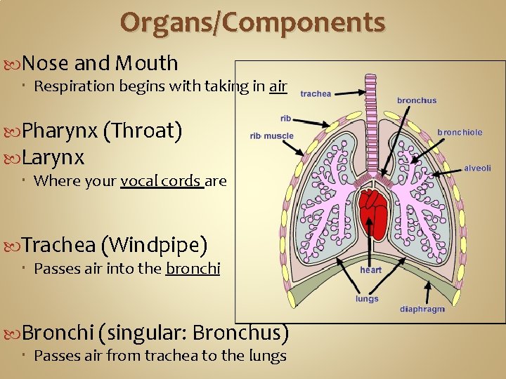 Organs/Components Nose and Mouth Respiration begins with taking in air Pharynx (Throat) Larynx Where