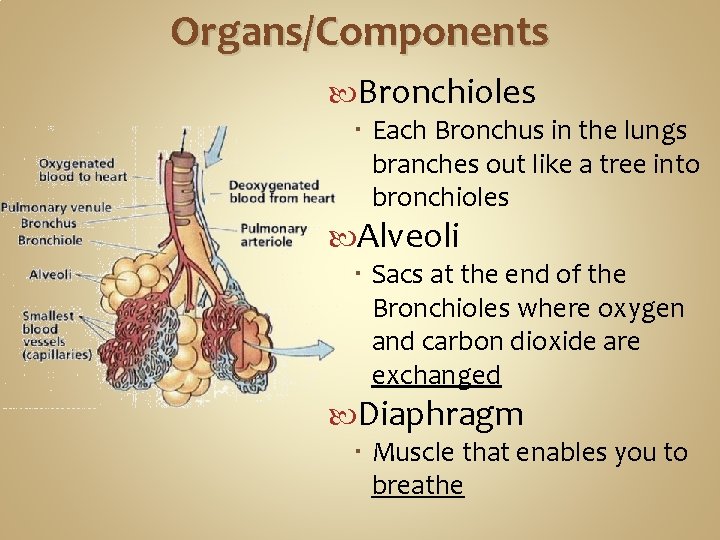 Organs/Components Bronchioles Each Bronchus in the lungs branches out like a tree into bronchioles