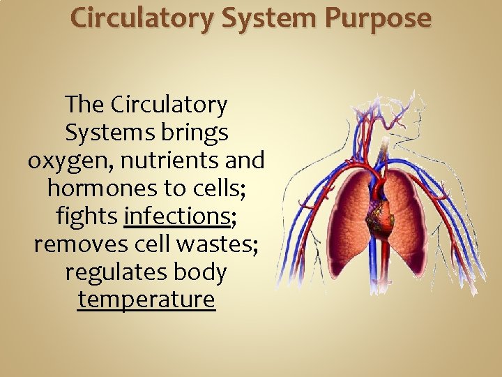Circulatory System Purpose The Circulatory Systems brings oxygen, nutrients and hormones to cells; fights