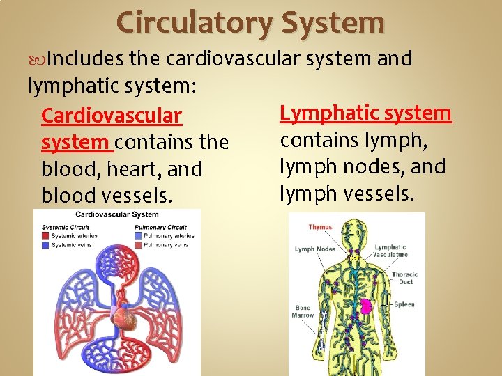 Circulatory System Includes the cardiovascular system and lymphatic system: Cardiovascular system contains the blood,