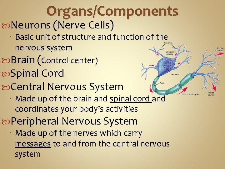 Organs/Components Neurons (Nerve Cells) Basic unit of structure and function of the nervous system