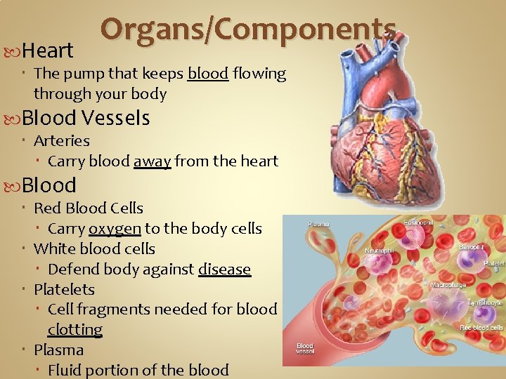  Heart Organs/Components The pump that keeps blood flowing through your body Blood Vessels