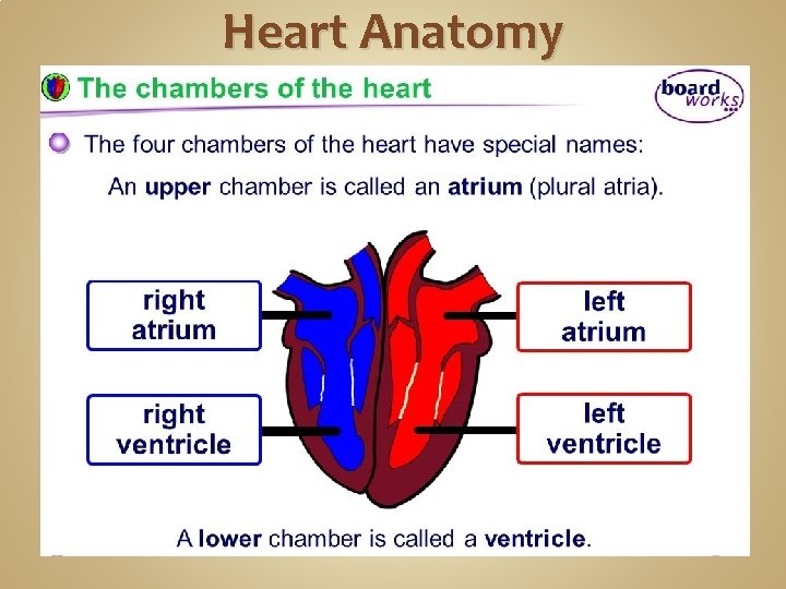Heart Anatomy 