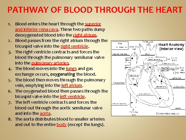 PATHWAY OF BLOOD THROUGH THE HEART 1. Blood enters the heart through the superior