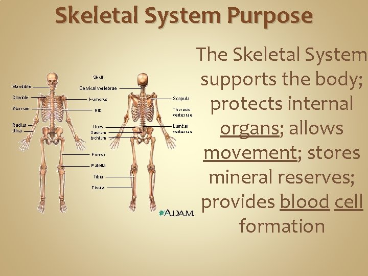 Skeletal System Purpose The Skeletal System supports the body; protects internal organs; allows movement;