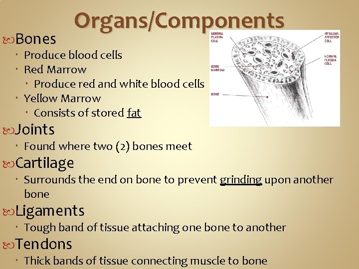  Bones Organs/Components Produce blood cells Red Marrow Produce red and white blood cells