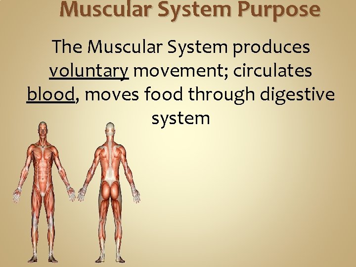 Muscular System Purpose The Muscular System produces voluntary movement; circulates blood, moves food through