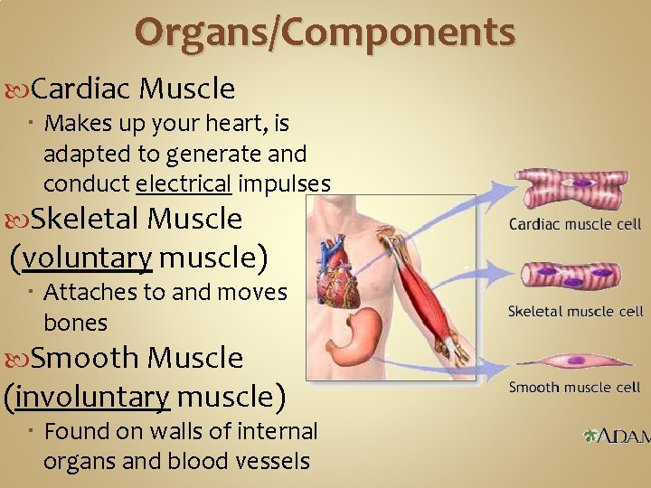 Organs/Components Cardiac Muscle Makes up your heart, is adapted to generate and conduct electrical