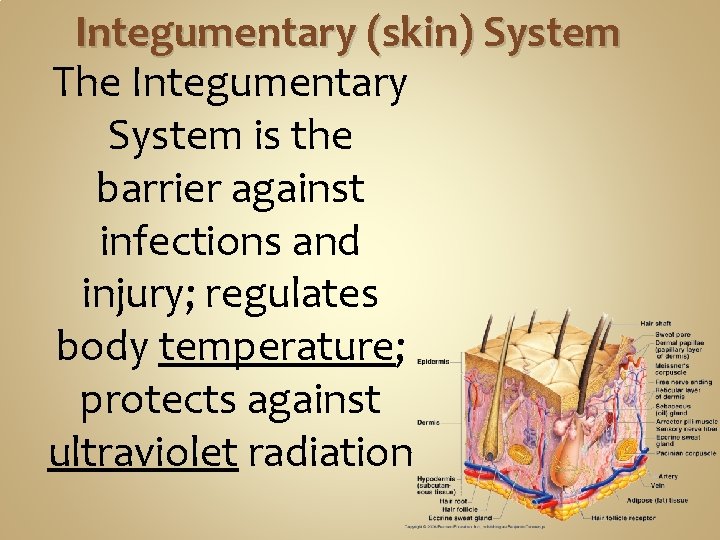Integumentary (skin) System The Integumentary System is the barrier against infections and injury; regulates