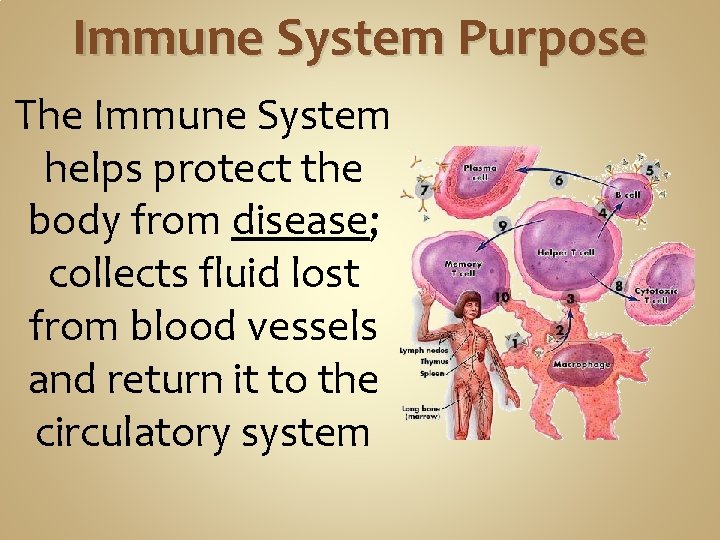Immune System Purpose The Immune System helps protect the body from disease; collects fluid