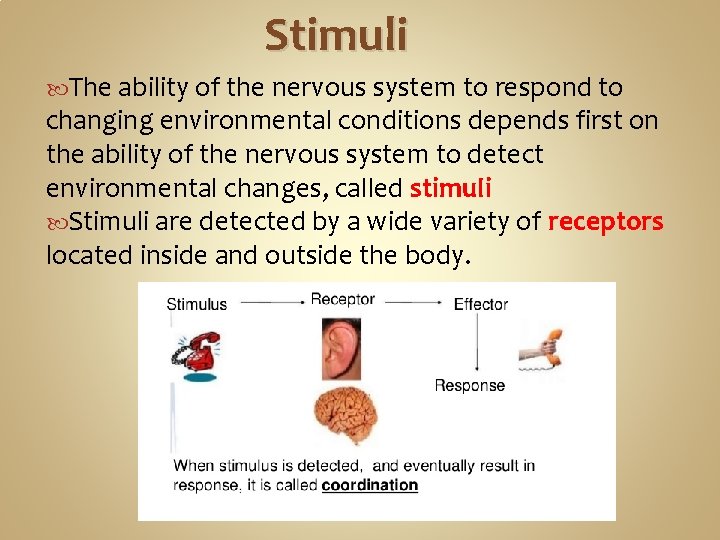 Stimuli The ability of the nervous system to respond to changing environmental conditions depends