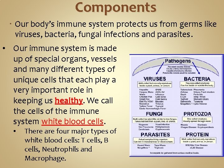 Components Our body’s immune system protects us from germs like viruses, bacteria, fungal infections
