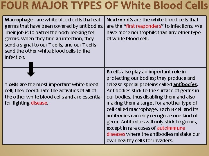FOUR MAJOR TYPES OF White Blood Cells Macrophage - are white blood cells that