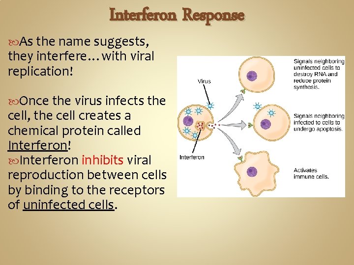 Interferon Response As the name suggests, they interfere…with viral replication! Once the virus infects