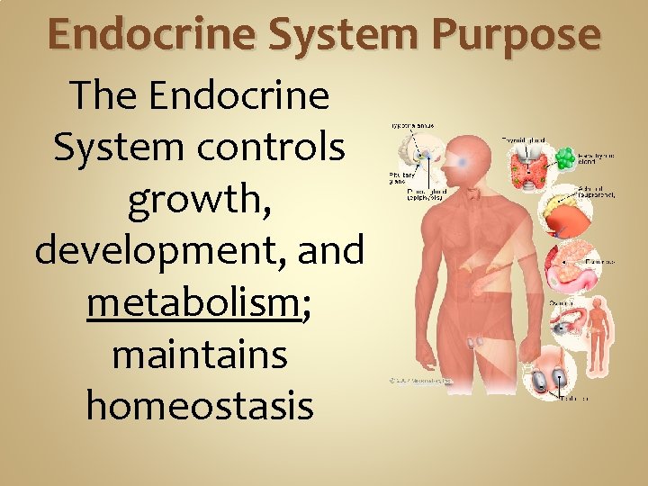 Endocrine System Purpose The Endocrine System controls growth, development, and metabolism; maintains homeostasis 