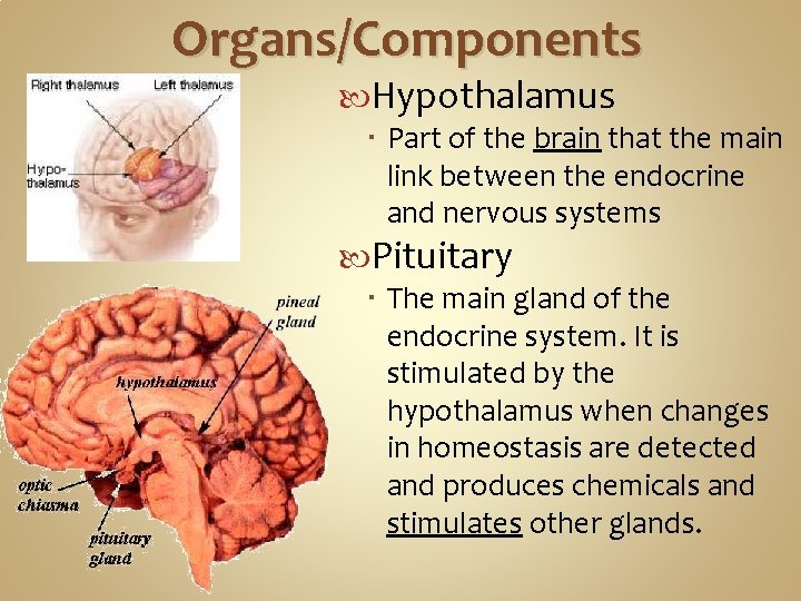 Organs/Components Hypothalamus Part of the brain that the main link between the endocrine and