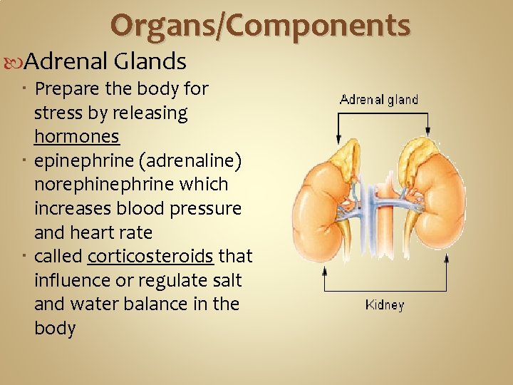 Organs/Components Adrenal Glands Prepare the body for stress by releasing hormones epinephrine (adrenaline) norephinephrine