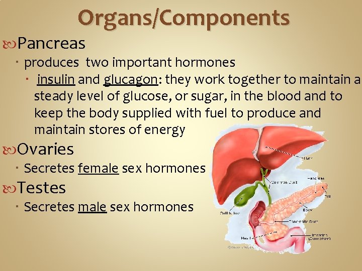 Organs/Components Pancreas produces two important hormones insulin and glucagon: they work together to maintain
