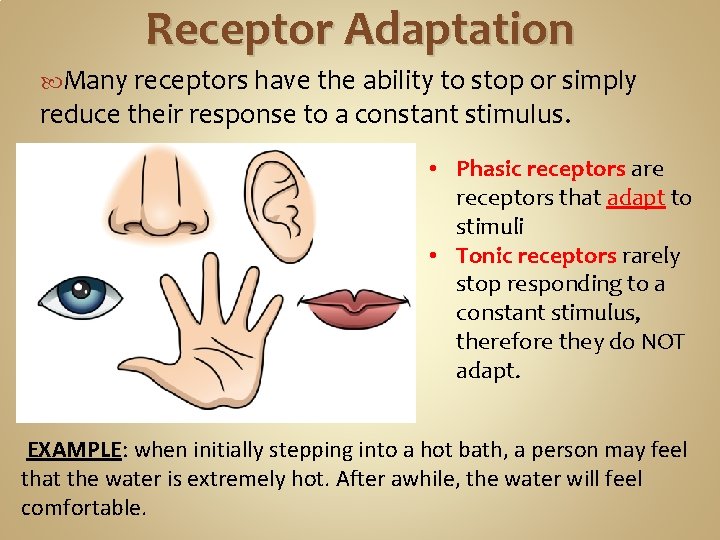 Receptor Adaptation Many receptors have the ability to stop or simply reduce their response