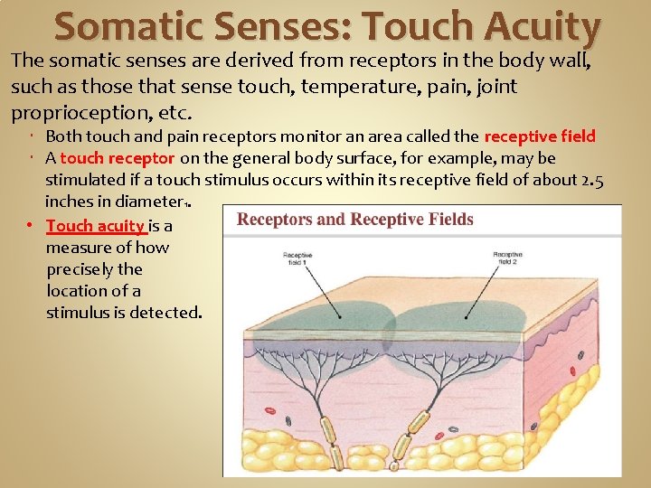 Somatic Senses: Touch Acuity The somatic senses are derived from receptors in the body